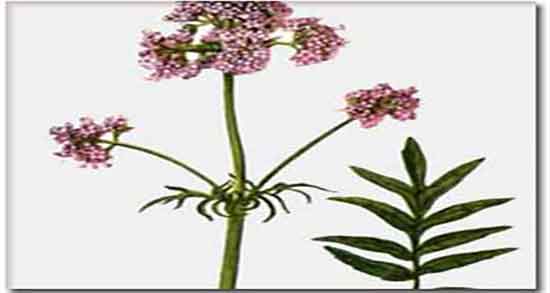 خواص سنبل الطیب و فشار خون ؛ گل گاوزبان و سنبل الطیب برای فشار خون خواص سنبل الطیب و فشار خون ؛ گل گاوزبان و سنبل الطیب برای فشار خون