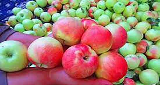 خواص سیب در طب اسلامی و استفاده از سیب از نظر طب اسلامی خواص سیب در طب اسلامی ؛ استفاده از سیب از نظر طب اسلامی