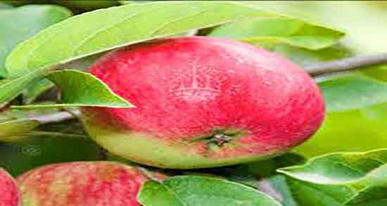 خواص سیب پخته و دارچین و فواید مصرف سیب پخته و دارچین برای معده خواص سیب پخته و دارچین ؛ فواید مصرف سیب پخته و دارچین برای معده