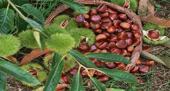 خواص شاه بلوط برای زن باردار ؛ فواید مصرف شاه بلوط برای زنان حامله خواص شاه بلوط برای زن باردار ؛ فواید مصرف شاه بلوط برای زنان حامله