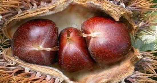 خواص شاه بلوط برای لاغری ؛ فواید پودر شاه بلوط برای چربی سوزی بدن خواص شاه بلوط برای لاغری ؛ فواید پودر شاه بلوط برای چربی سوزی بدن