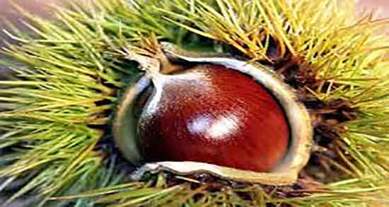 خواص شاه بلوط در بارداری ؛ فواید مصرف شاه بلوط برای زنان باردار خواص شاه بلوط در بارداری ؛ فواید مصرف شاه بلوط برای زنان باردار