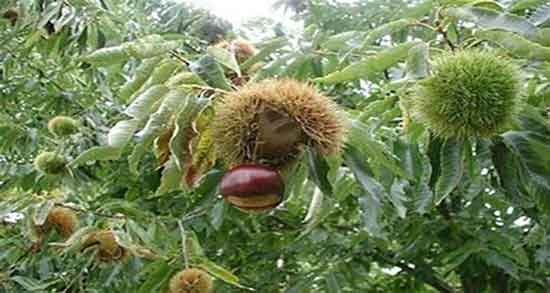 خواص شاه بلوط در شیردهی ؛ فواید مصرف شاه بلوط برای زنان شیرده