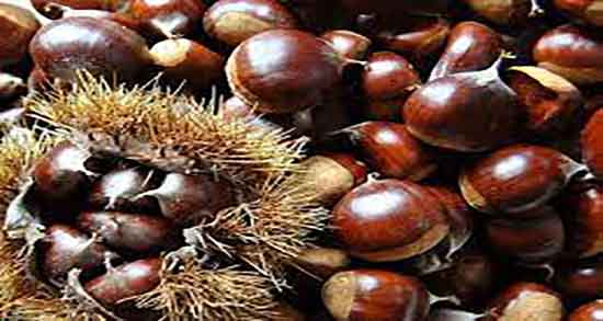 خواص شاه بلوط هندی ؛ خاصیت مصرف شاه بلوط هندی برای پوست خواص شاه بلوط هندی ؛ خاصیت مصرف شاه بلوط هندی برای پوست