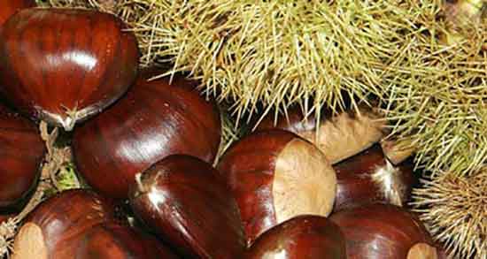 خواص شاه بلوط وحشی ؛ فواید مصرف شاه بلوط وحشی برای زنان باردار خواص شاه بلوط وحشی ؛ فواید مصرف شاه بلوط وحشی برای زنان باردار