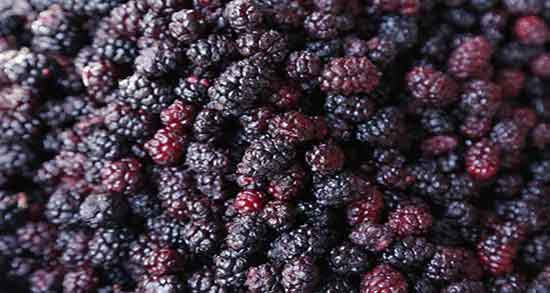 خواص شاه توت برای جنین ؛ ایا خوردن شاه توت برای جنین زنان باردار مفیده خواص شاه توت برای جنین ؛ ایا خوردن شاه توت برای جنین زنان باردار مفیده