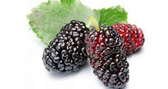 خواص شاه توت برای دیابت ؛ فواید مصرف شاه توت برای کنترل قند خون خواص شاه توت برای دیابت ؛ فواید مصرف شاه توت برای کنترل قند خون