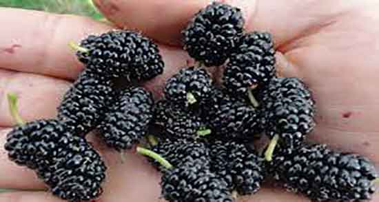 خواص شاه توت برای رحم و ایا مصرف شاه توت عفونت رحم را از بین میبرد خواص شاه توت برای رحم ؛ ایا مصرف شاه توت عفونت رحم را از بین میبرد