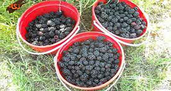 خواص شاه توت برای پوست ؛ ایا ماسک شاه توت برای تقویت پوست خوبه خواص شاه توت برای پوست ؛ ایا ماسک شاه توت برای تقویت پوست خوبه