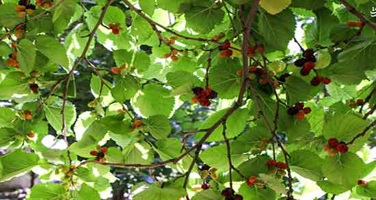 خواص شاه توت ترش ؛ بهترین زمان مصرف شاه توت در طب سنتی خواص شاه توت ترش ؛ بهترین زمان مصرف شاه توت در طب سنتی