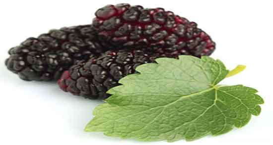 خواص شاه توت در بارداری ؛ فواید مصرف شاه توت برای زنان باردار