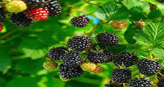 خواص شاه توت در شیردهی ؛ فواید مصرف شاه توت برای افزایش شیر خواص شاه توت در شیردهی ؛ فواید مصرف شاه توت برای افزایش شیر