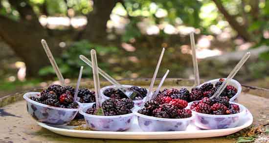 خواص شاه توت در طب اسلامی ؛ خاصیت شاه توت از نظر طب اسلامی