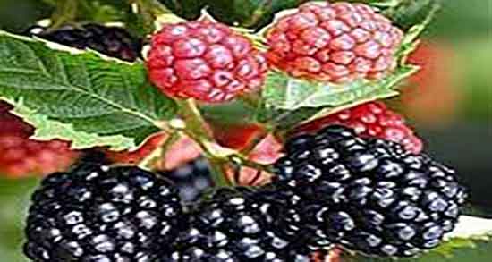 خواص شاه توت در طب سنتی ؛ فواید مصرف شاه توت از نظر طب سنتی