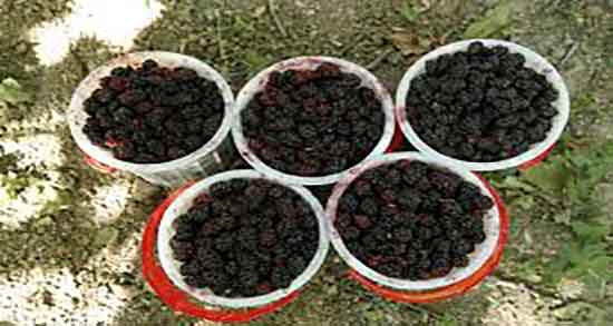 خواص شاه توت و لاغری و ایا شاه توت برای چربی سوزی مفیده خواص شاه توت و لاغری ؛ ایا شاه توت برای چربی سوزی مفیده