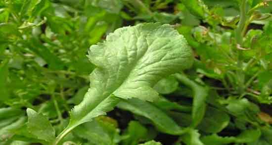 خواص شاهی برای زنان و فواید مصرف شاهی برای زنان باردار چیست خواص شاهی برای زنان ؛ فواید مصرف شاهی برای زنان باردار چیست