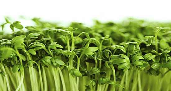 خواص شاهی برای لاغری ؛ فواید مصرف شاهی برای درمان چاقی