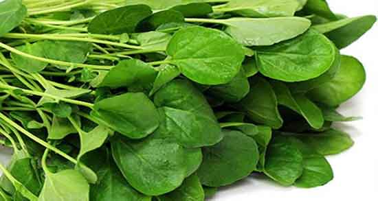 خواص شاهی برای کبد ؛ ایا مصرف شاهی برای درمان کبد چرب مفیده