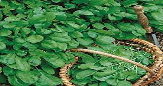 خواص شاهی برای کلیه ؛ ایا مصرف شاهی برای سنگ کلیه مفید است