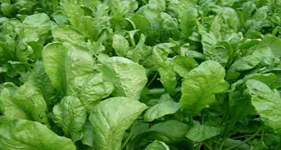 خواص شاهی در طب اسلامی و فواید مصرف شاهی از نظر طب اسلامی خواص شاهی در طب اسلامی ؛ فواید مصرف شاهی از نظر طب اسلامی