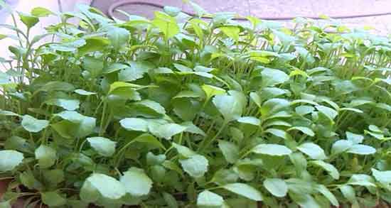 خواص شاهی و تره ؛ ایا مصرف شاهی و تره باعث هضم غذا میشود خواص شاهی و تره ؛ ایا مصرف شاهی و تره باعث هضم غذا میشود