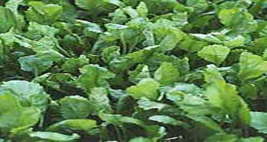 خواص شاهی کوهی ؛ فواید مصرف شاهی کوهی برای زنان باردار