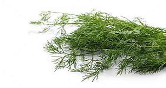 خواص شوید برای جنین ؛ فواید مصرف شوید برای سلامت جنین مادران