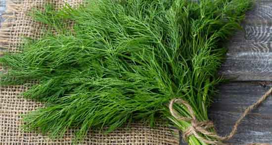 خواص شوید برای دیابت ؛ فواید مصرف شوید برای کنترل قند خون