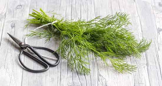 خواص شوید برای فشار خون ؛ تنظیم کننده فشار خون با مصرف شوید خواص شوید برای فشار خون ؛ تنظیم کننده فشار خون با مصرف شوید