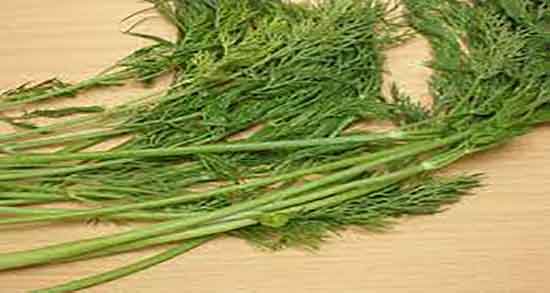 خواص شوید برای لاغری ؛ ایا خوردن شوید برای لاغری بدن مفید است خواص شوید برای لاغری ؛ ایا خوردن شوید برای لاغری بدن مفید است