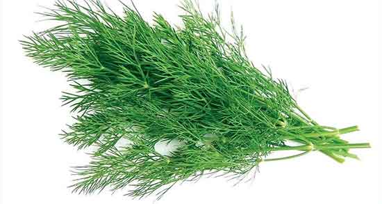 خواص شوید برای معده ؛ فواید مصرف شوید برای درمان زخم معده خواص شوید برای معده ؛ فواید مصرف شوید برای درمان زخم معده