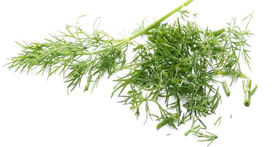 خواص شوید برای مو ؛ ایا خوردن شوید برای تقویت ریشه مو مفیده خواص شوید برای مو ؛ ایا خوردن شوید برای تقویت ریشه مو مفیده