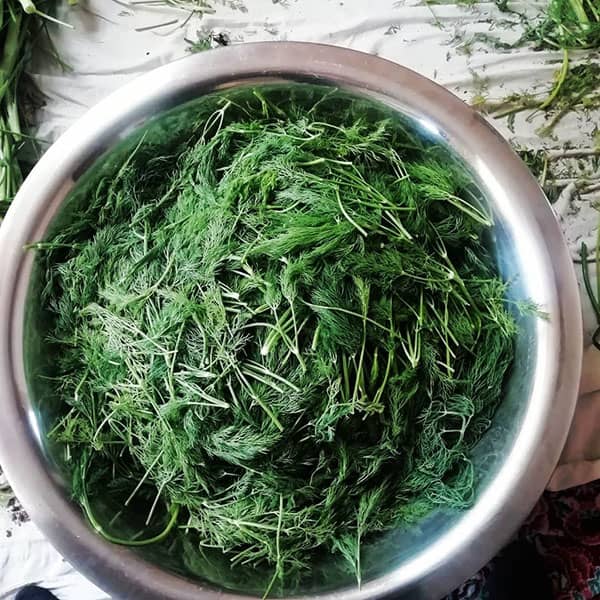 خواص شوید برای چربی خون ؛ فواید مصرف شوید برای کنترل چربی خون خواص شوید برای چربی خون ؛ فواید مصرف شوید برای کنترل چربی خون