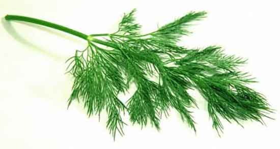 خواص شوید خشک با ماست ؛ فواید شوید خشک با ماست برای لاغری خواص شوید خشک با ماست ؛ فواید شوید خشک با ماست برای لاغری