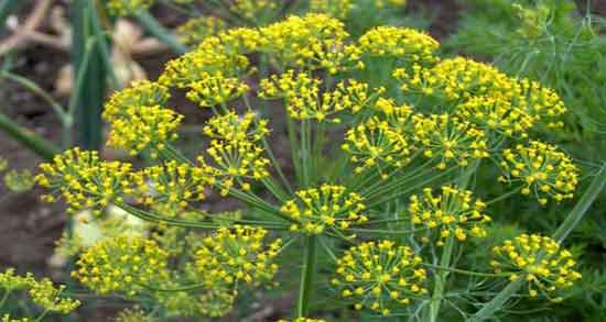 خواص شوید در بارداری ؛ فواید مصرف شوید خشک در دوران بارداری خواص شوید در بارداری ؛ فواید مصرف شوید خشک در دوران بارداری