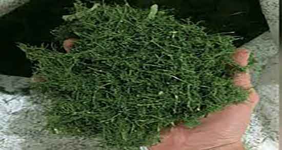 خواص شوید در شیردهی ؛ ایا شوید برای شیردهی مفید است