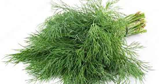 خواص شوید و طبع ؛ فواید مصرف شوید و طبیعت ان برای بدن انسان خواص شوید و طبع ؛ فواید مصرف شوید و طبیعت ان برای بدن انسان