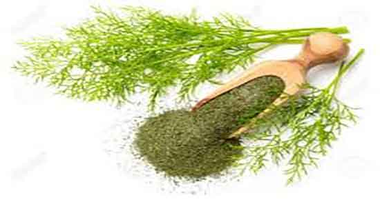 خواص شوید و عسل ؛ فواید مصرف شوید و عسل برای کنترل چربی خون خواص شوید و عسل ؛ فواید مصرف شوید و عسل برای کنترل چربی خون