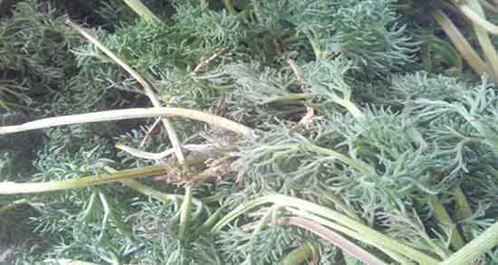 خواص شوید و نعنا ؛ ایا مصرف شوید و نعناع برای حالت تهوع مفیده خواص شوید و نعنا ؛ ایا مصرف شوید و نعناع برای حالت تهوع مفیده