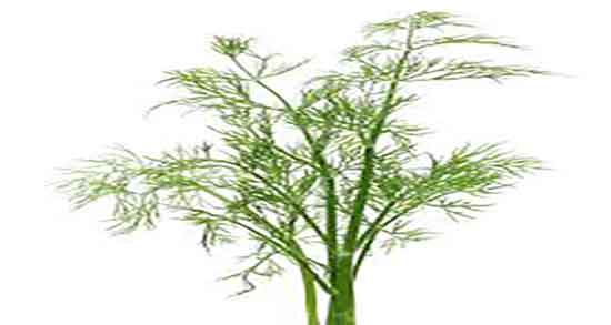 خواص شوید پلو ؛ فواید مصرف شوید پلو برای درمان یبوست کودکان خواص شوید پلو ؛ فواید مصرف شوید پلو برای درمان یبوست کودکان