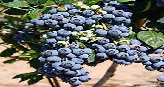 خواص شگفت انگیز بلوبری ؛ فواید مصرف بلوبری برای تنظیم قاعدگی خواص شگفت انگیز بلوبری ؛ فواید مصرف بلوبری برای تنظیم قاعدگی