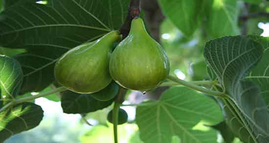 خواص شیره انجیر در طب سنتی ؛ فواید شیره انجیر از نظر طب سنتی خواص شیره انجیر در طب سنتی ؛ فواید شیره انجیر از نظر طب سنتی