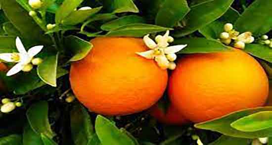 خواص عرق بهار نارنج برای کودکان ؛ فواید عرق بهار نارنج برای اطفال خواص عرق بهار نارنج برای کودکان ؛ فواید عرق بهار نارنج برای اطفال