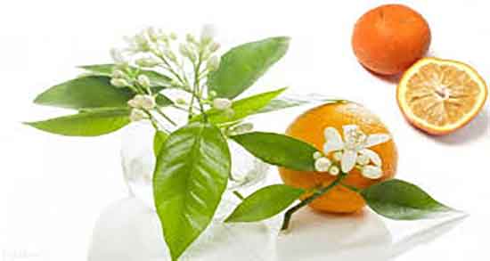 خواص عرق بهار نارنج و عسل ؛ فواید عرق بهار نارنج و عسل برای اعصاب خواص عرق بهار نارنج و عسل ؛ فواید عرق بهار نارنج و عسل برای اعصاب