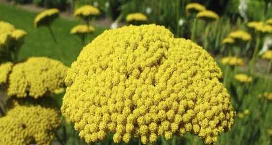 خواص عرق بومادران برای بارداری ؛ خاصیت عرق بومادران برای بارداران خواص عرق بومادران برای بارداری ؛ خاصیت عرق بومادران برای بارداران