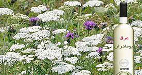 خواص عرق بومادران برای کودکان ؛ فواید مصرف عرق بومادران برای اطفال خواص عرق بومادران برای کودکان ؛ فواید مصرف عرق بومادران برای اطفال