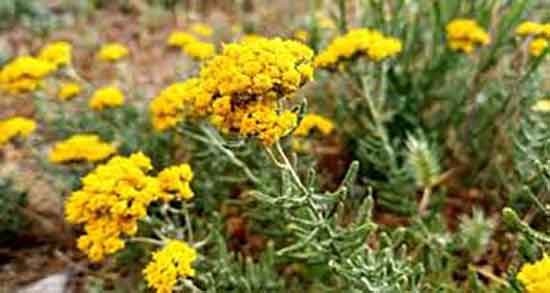 خواص عرق بومادران و رازیانه ؛ عرق رازیانه و بومادران برای تنبلی تخمدان خواص عرق بومادران و رازیانه ؛ عرق رازیانه و بومادران برای تنبلی تخمدان