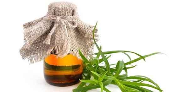 خواص عرق ترخون ؛ فواید و مضرات عرق ترخون برای لاغری بدن خواص عرق ترخون ؛ فواید و مضرات عرق ترخون برای لاغری بدن