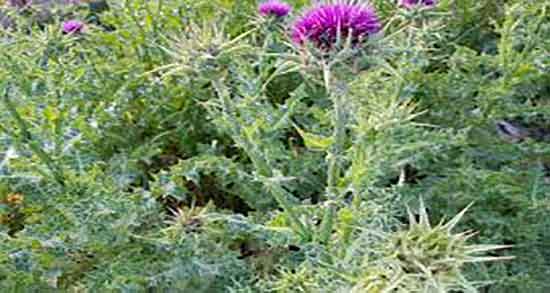 خواص عرق خار مریم برای جوش صورت ؛ درمان جوش و اکنه با عرق خار مریم