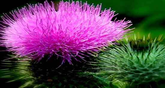 خواص عرق خار مریم برای پرنده ؛ مصرف عرق خار مریم برای عروس هلندی خواص عرق خار مریم برای پرنده ؛ مصرف عرق خار مریم برای عروس هلندی